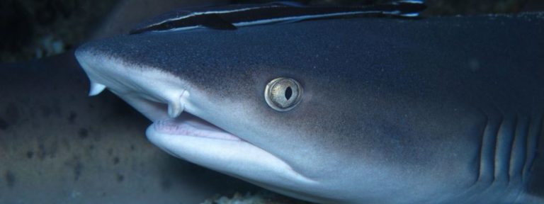 Reef Sharks in Bali