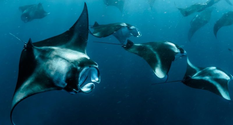 Manta Rays in Bali