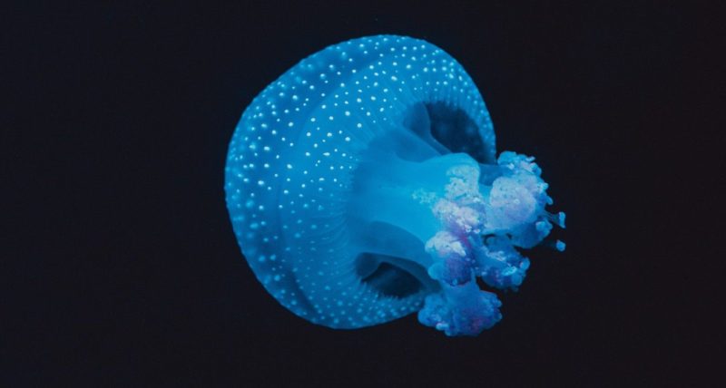 Night Diving in Padangbai