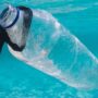 WHY AND HOW TO ORGANIZE A CLEAN UP DIVE?