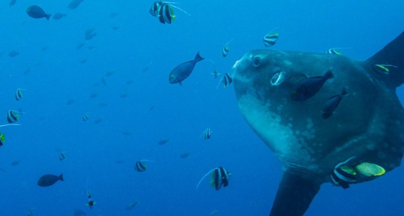 How to Behave Around Mola Mola