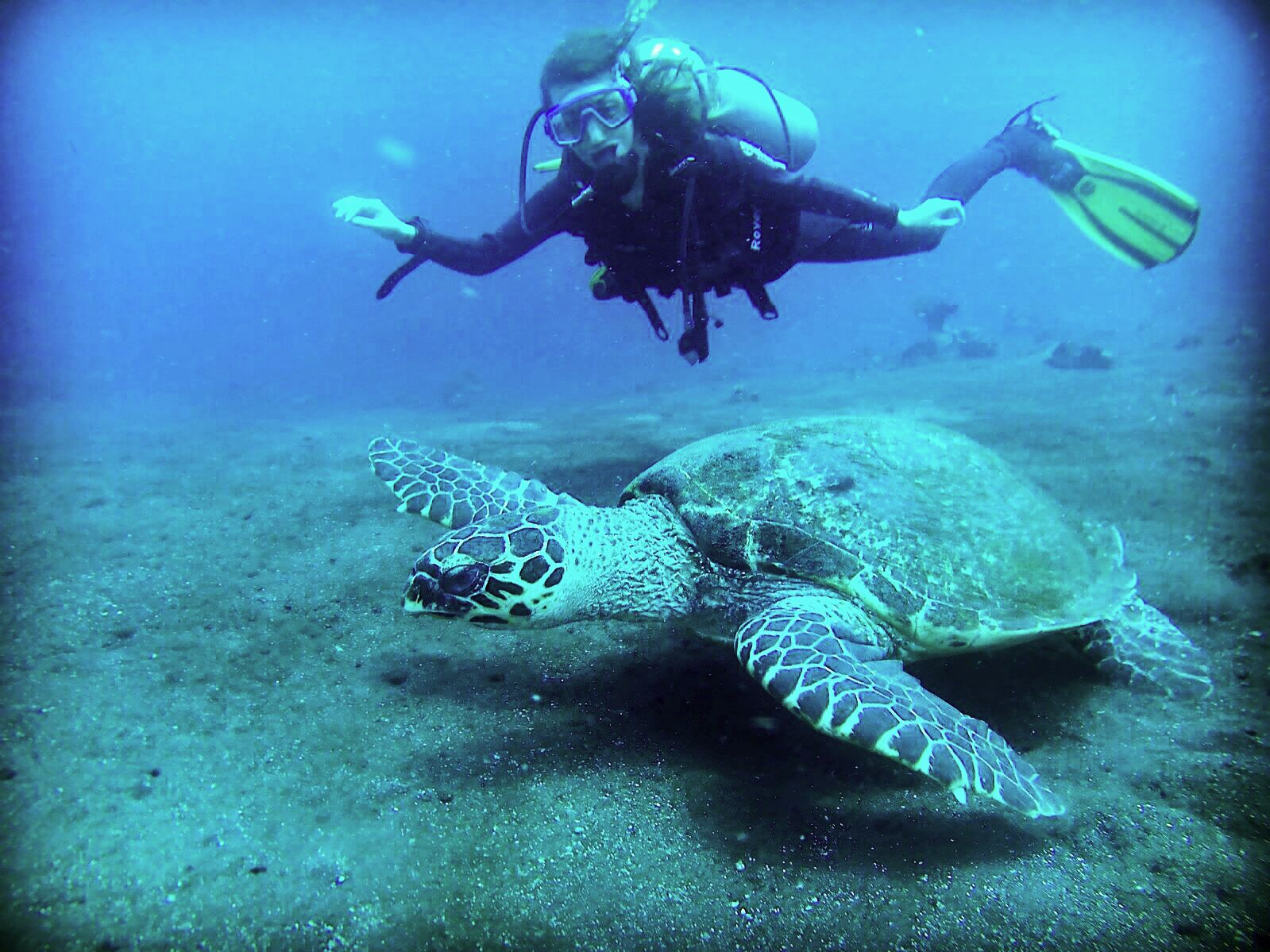 Lila’s Bali Diary turtle