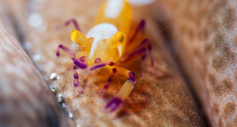 Diving in Bali - The Emperor Shrimp