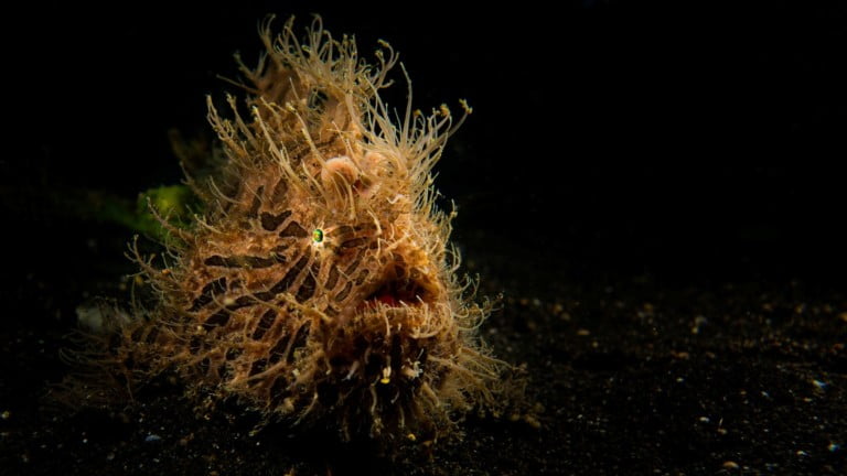 Lembeh - Best Bali Dive Sites