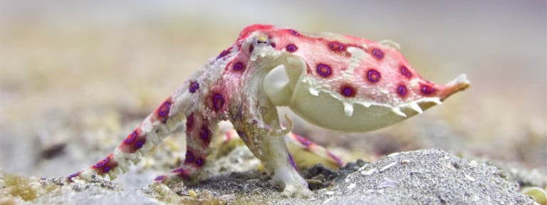 Bali Macro Diving