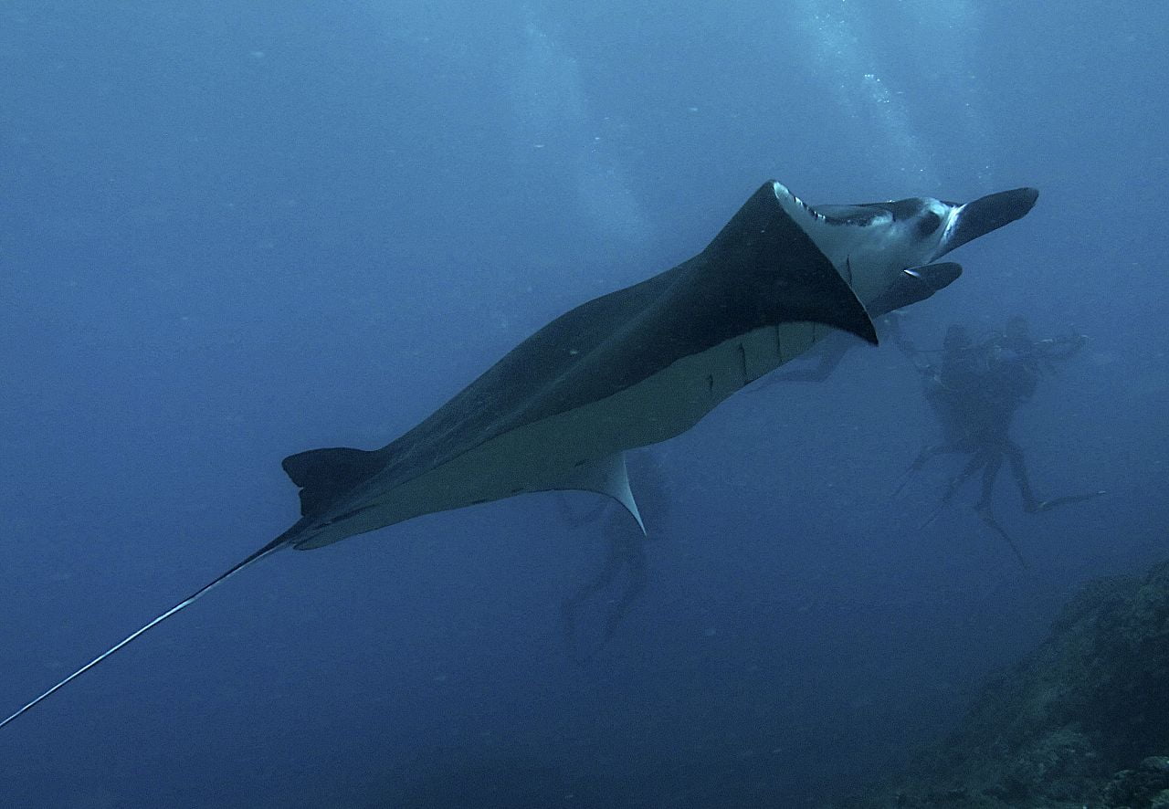 Manta Rays in Bali