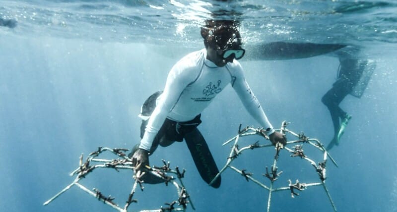 coral rescue livingseas