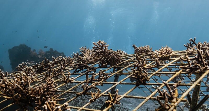 coral rescue livingseas